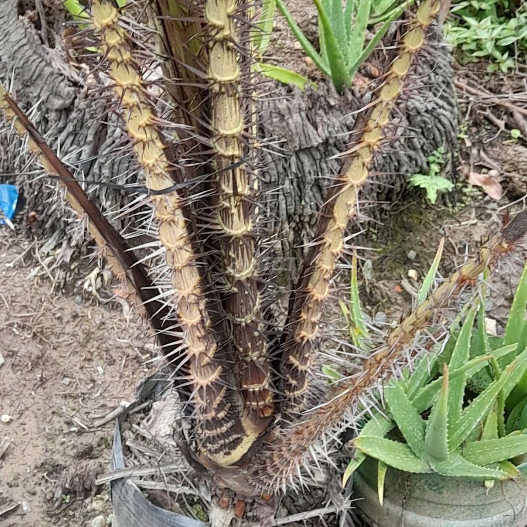 Cây cảnh Mây Inh Đô. Mua bán Cây cảnh, đồ trang trí tại Huyện Mỏ Cày Nam Bến Tre được đăng bởi TRI NGUYỄN VĂN hình 1