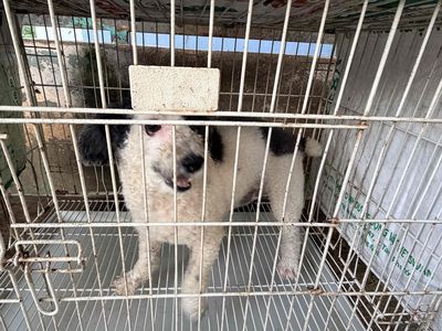 POODLE BÒ SỮA ĐỰC. Mua bán Chó tại Thành phố Tây Ninh Tây Ninh được đăng bởi vinh