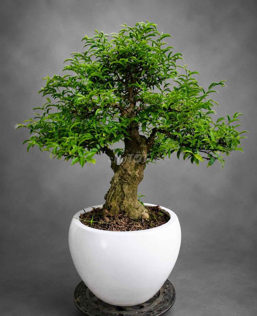 Cây cảnh Mai chiếu thủy Bonsai. Mua bán Cây cảnh, đồ trang trí tại Huyện Trảng Bàng Tây Ninh được đăng bởi Tuyết Tuyết hình 1