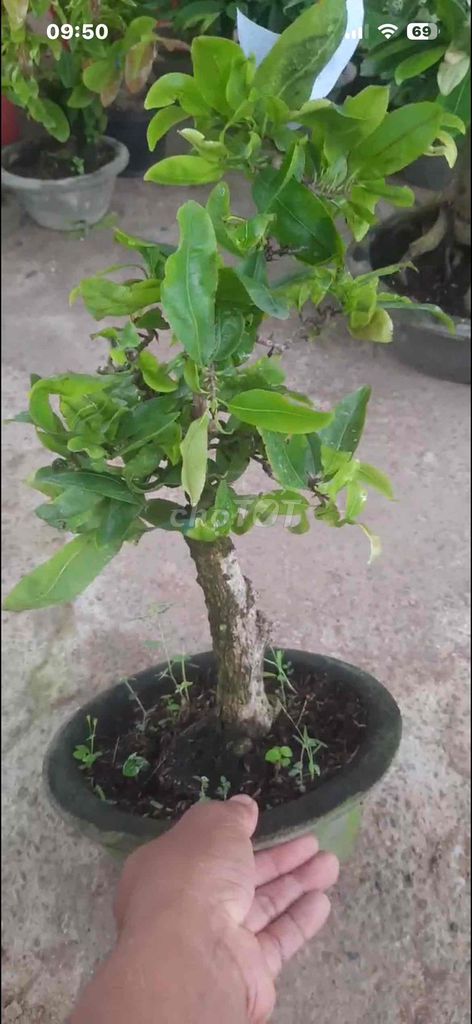 Mai ghép Giảo tự xoắn Già mùa liền cốt. Mua bán Cây cảnh, đồ trang trí tại Thành phố Dĩ An Bình Dương được đăng bởi ku rồm hình 1