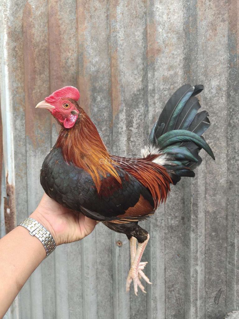 Siu mỹ trang 1k3 tay 1cuc log mới ze chơi liên đc. Mua bán Gà tại Thành phố Thủ Dầu Một Bình Dương được đăng bởi Thanh Tiền hình 3