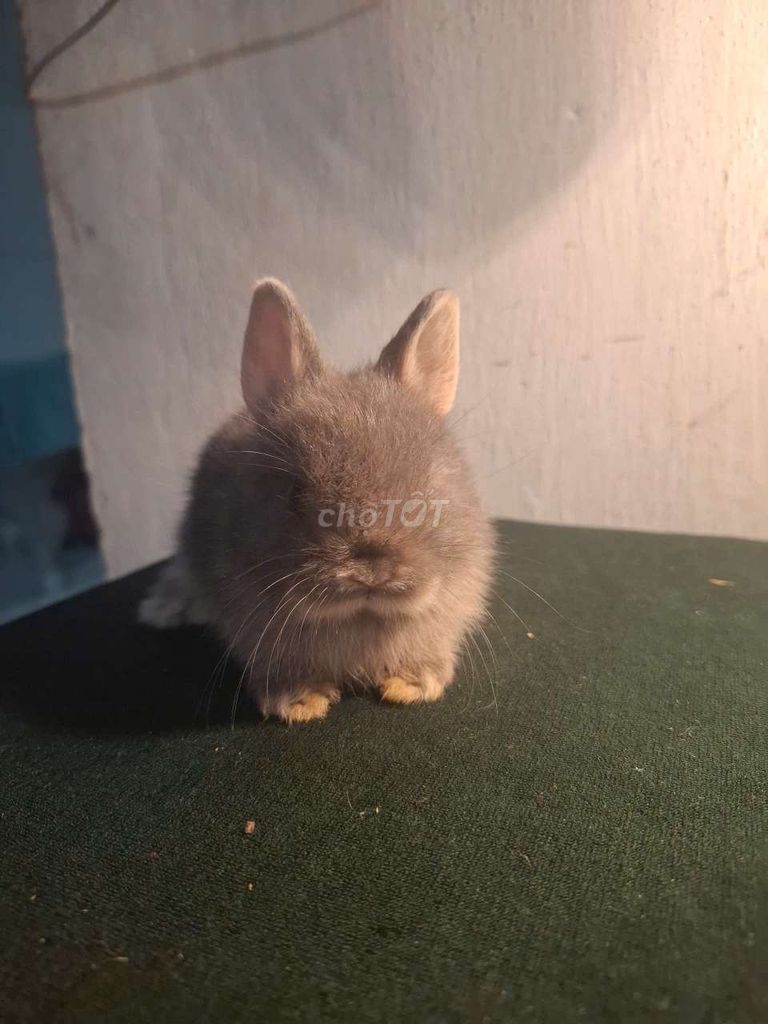 Thỏ Hà Lan MiniRex con nhiều màu. Mua bán Thú cưng khác tại Huyện Hóc Môn Tp Hồ Chí Minh được đăng bởi anh vy hình 1