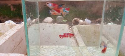 60k 2 cặp betta koi. Mua bán Thú cưng khác tại Huyện Lấp Vò Đồng Tháp được đăng bởi Đăng Khoa