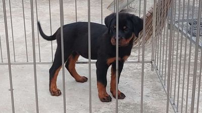 Chó Rottweiler Thuần Chủng.sgg