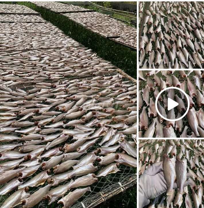 Cá hấp rổ tre, hàng hấp mỗi ngày. Mua bán Đồ ăn, thực phẩm và các loại khác tại Quận 12 Tp Hồ Chí Minh được đăng bởi hạnh chuyên cung cấp sỉ lẻ Lạp xưởng chả cá Nha Trang hình 5