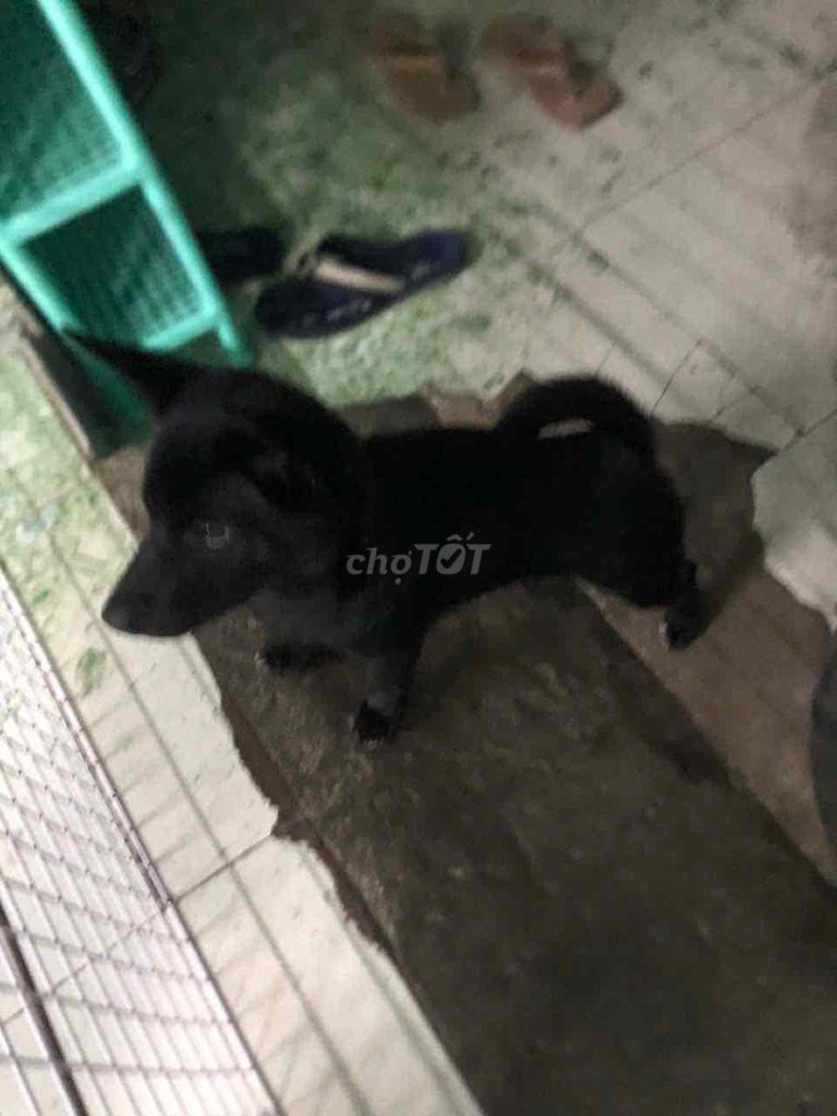 Chó Shiba lai Nhật đen 3 tháng. Mua bán Chó tại Quận 8 Tp Hồ Chí Minh được đăng bởi Lan Lê hình 1