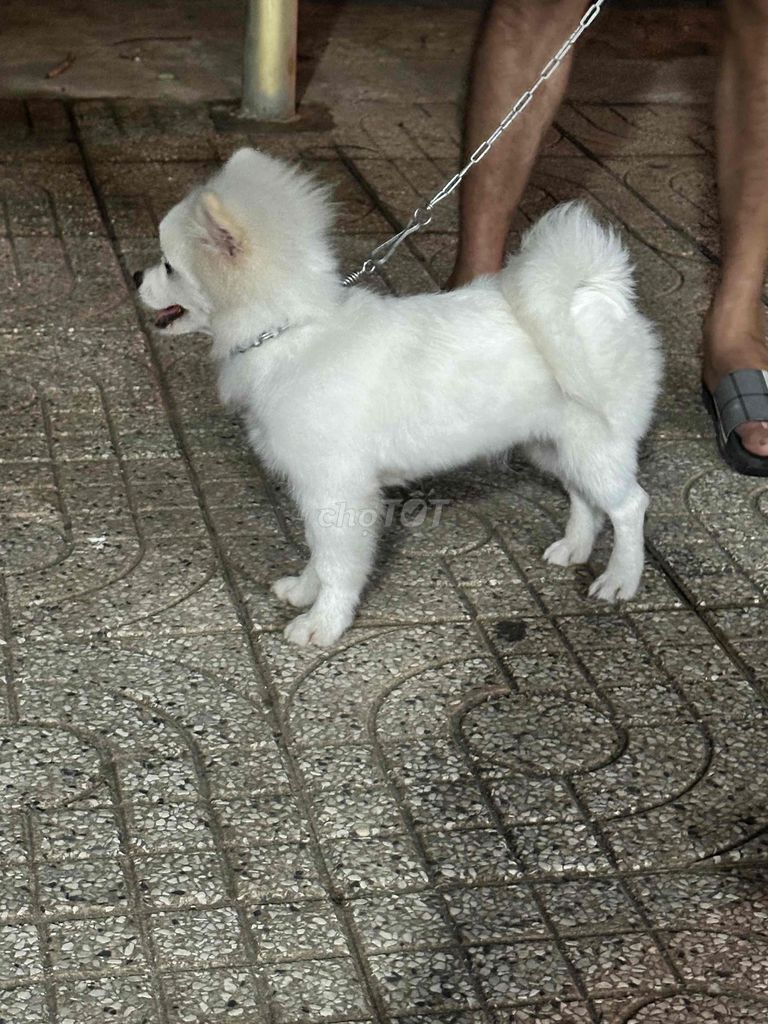 Chó Phốc Sóc  trắng đã tiêm. Mua bán Chó tại Thành phố Dĩ An Bình Dương được đăng bởi Hồng Thuý  hình 1