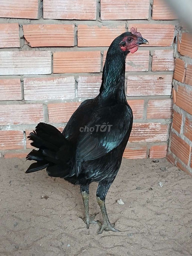 Gà Peru Martin Mái 6 tháng. Mua bán Gà tại Quận Bình Thuỷ Cần Thơ được đăng bởi Trại gà long tuyền bình thủy cần thơ hình 1