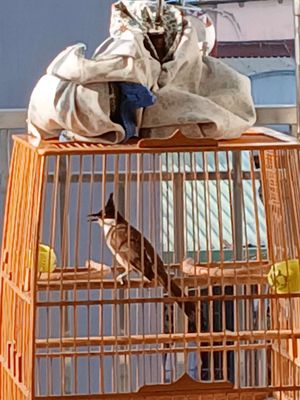 chào mào caphe 2mùa