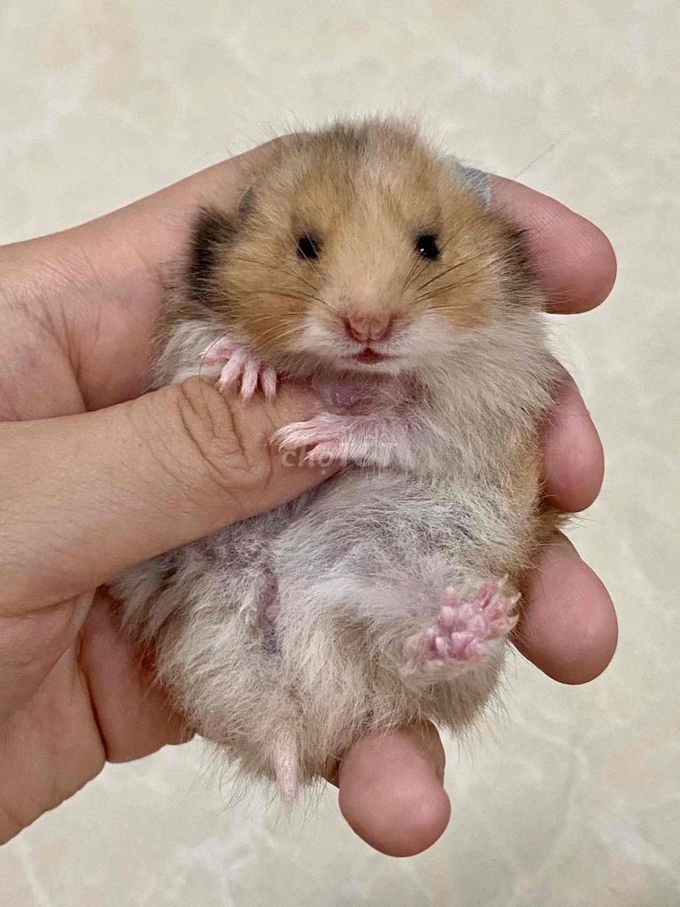 Hamster tạng to thái gen chuẩn