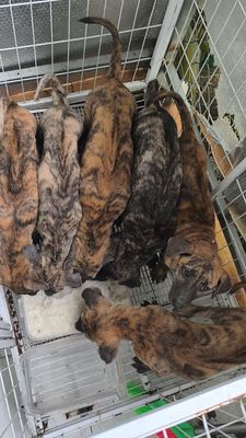 Chó phú quốc Vện Lửa dòng to