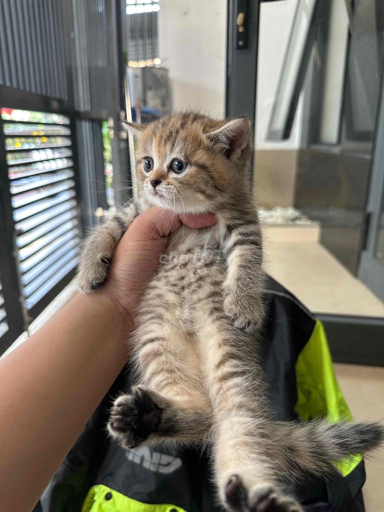 Mèo Anh lông ngắn Golden tabby con đã tiêm. Mua bán Mèo tại Quận Liên Chiểu Đà Nẵng được đăng bởi Meow Fam Đồng Xoài hình 1