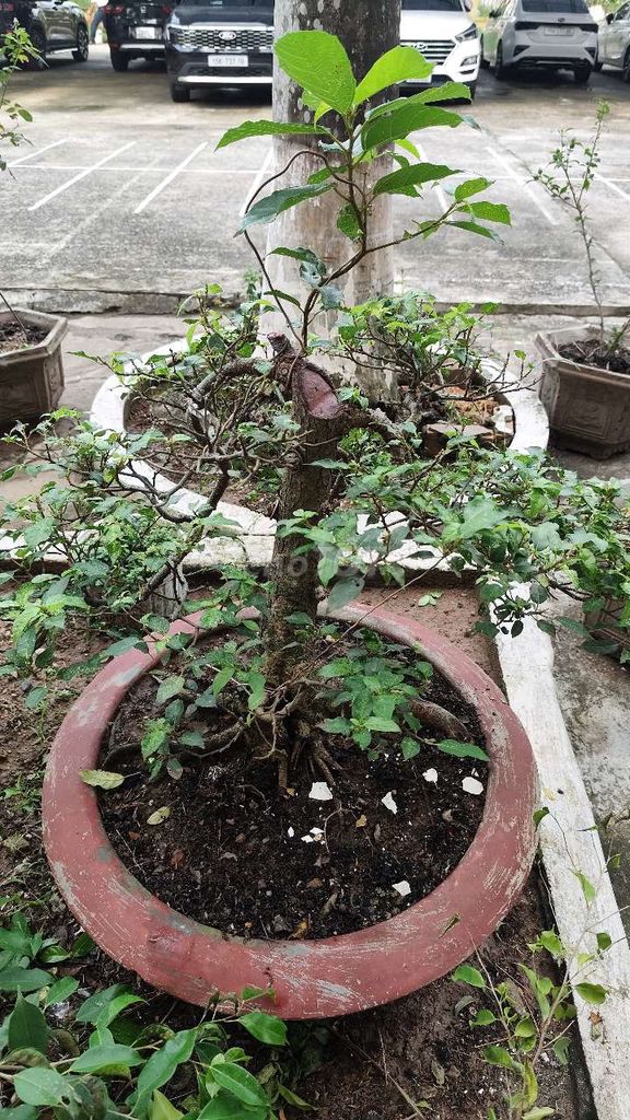 Cây cảnh bonsai Sung dáng thế độc đáo khỏe mạnh. Mua bán Cây cảnh, đồ trang trí tại Quận Dương Kinh Hải Phòng được đăng bởi XuanTruong hình 1
