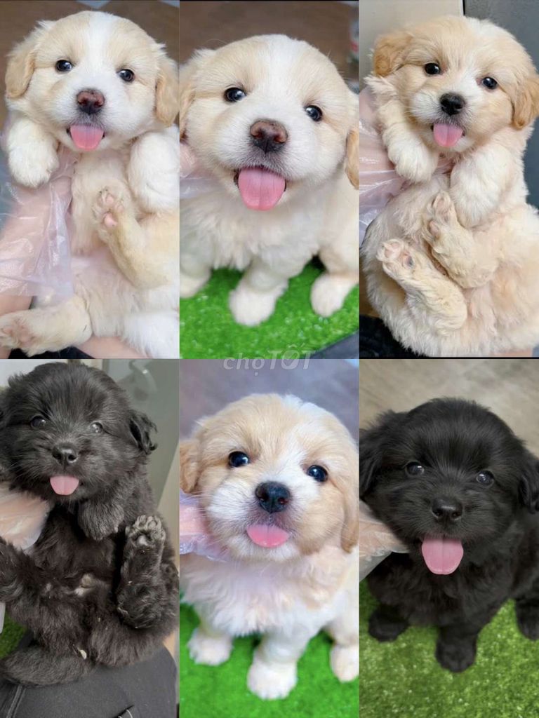 Poodle tiny f1 65 ngày, đã tiêm. Mua bán Chó tại Quận Bình Tân Tp Hồ Chí Minh được đăng bởi Minh nguyễn  hình 1