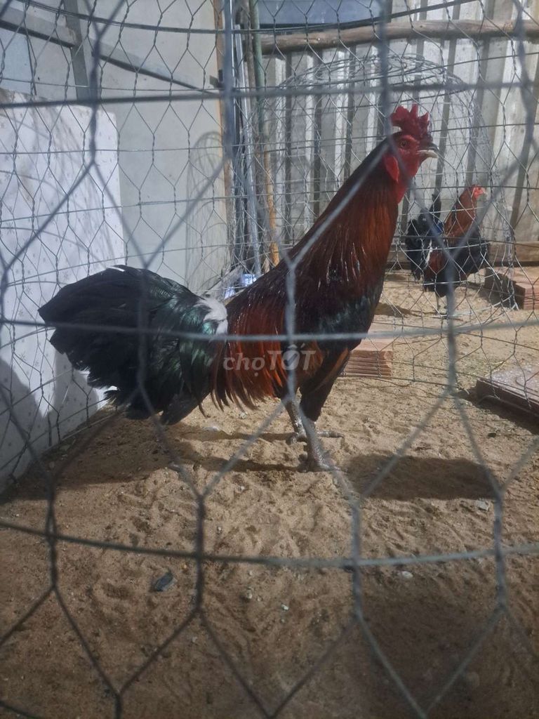 3kg1 tay tốt đá huề k cự . Mua bán Gà tại Quận Bình Thuỷ Cần Thơ được đăng bởi thienanh hình 1