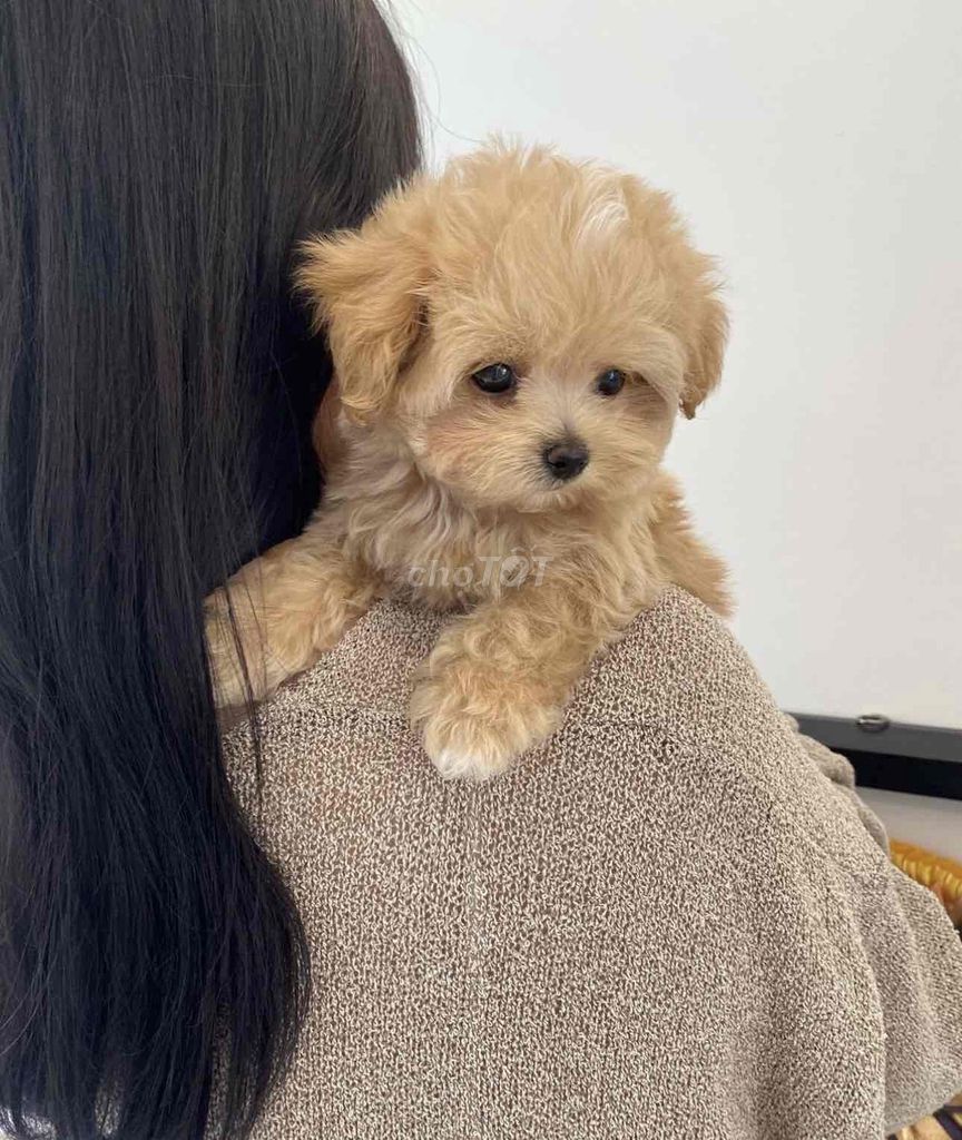 Chó Poodle Cái Nâu vàng Không rụng lông. Mua bán Chó tại Quận Thanh Khê Đà Nẵng được đăng bởi Lê văn thêu hình 1