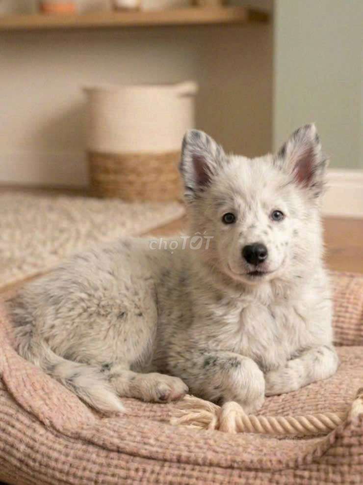 Samoyed Merle đột biến hàng vip đã tiêm ngừa. Mua bán Chó tại Quận Tân Bình Tp Hồ Chí Minh được đăng bởi Linh Lan hình 1