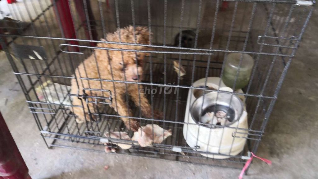 Chó Poodle cả hai. Mua bán Chó tại Thành phố Huế Thừa Thiên Huế được đăng bởi Hồ Đình Khiêm hình 1