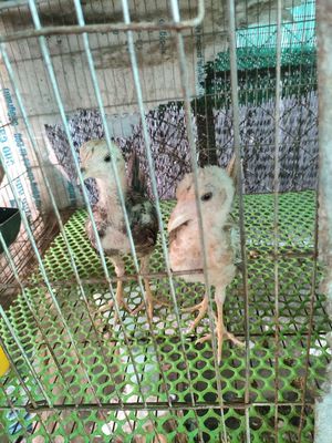 Asil mỹ chia giống. Mua bán Gà tại Quận Bình Thuỷ Cần Thơ được đăng bởi phụ kiện đt