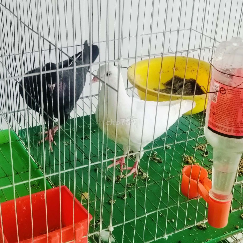Bồ câu cảnh mua 4 tặng 1 . Mua bán Chim tại Quận Cái Răng Cần Thơ được đăng bởi Ân hình 1