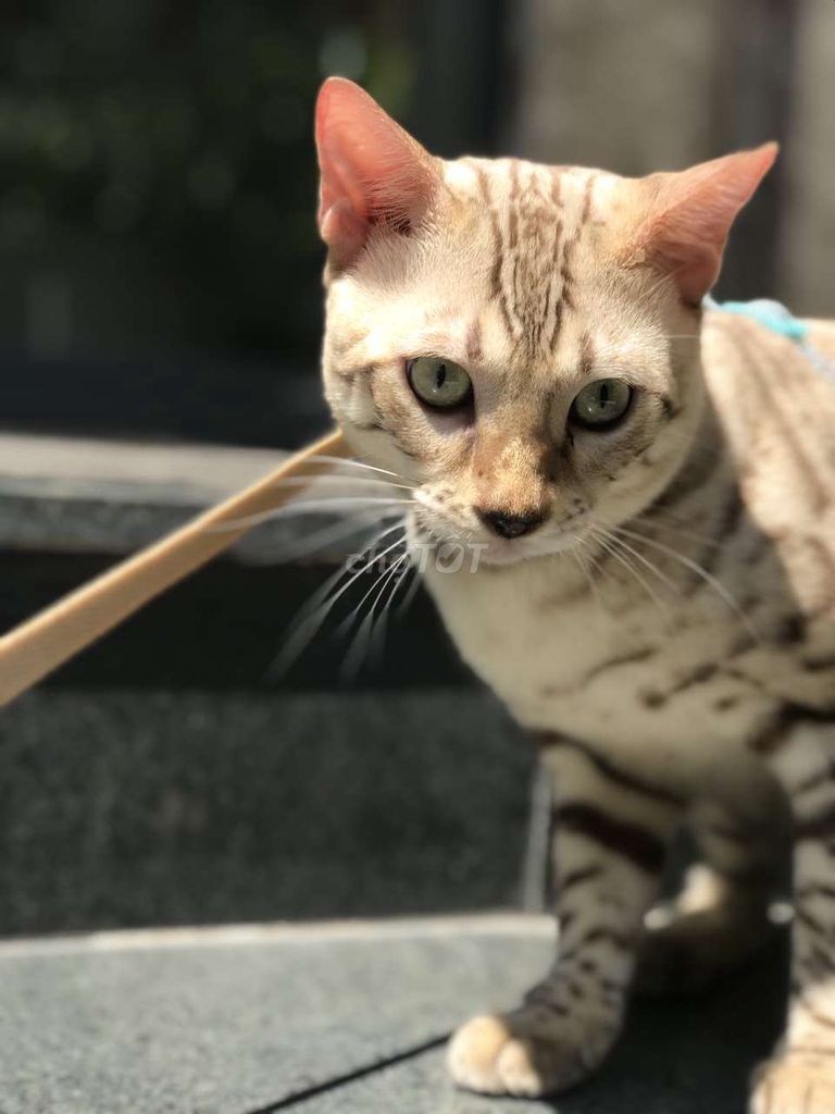 Snow bengal