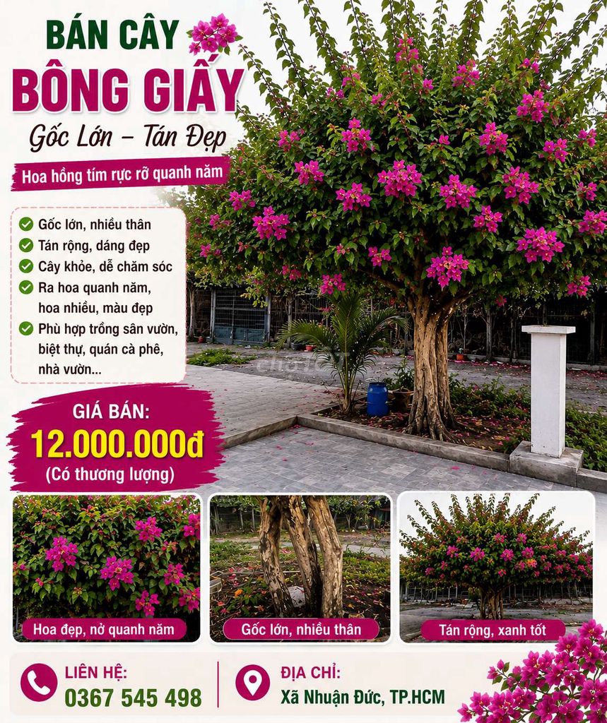Cây cảnh Tím Lớn Ra hoa quanh năm. Mua bán Cây cảnh, đồ trang trí tại Huyện Củ Chi Tp Hồ Chí Minh được đăng bởi Nguyen thi hue hình 1
