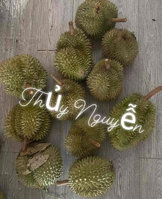 Sầu riêng Hạt truyền thống Rụng không thuốc 100%