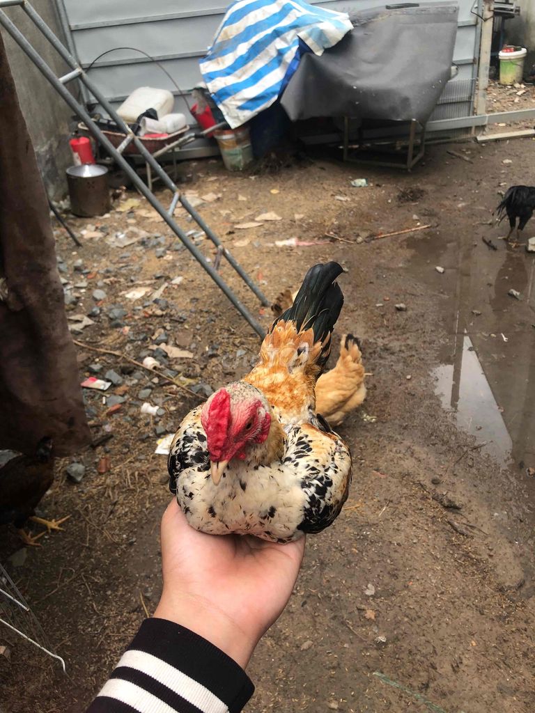 gà tre bắc cộc chuối