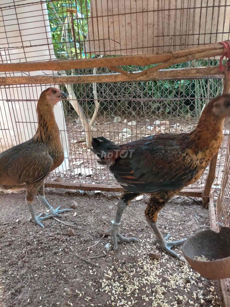 Gà Peru Trạng lớn Cả hai. Mua bán Gà tại Huyện Định Quán Đồng Nai được đăng bởi Ba Duy hình 1