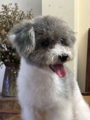 Phối giống chó poodle và chó cảnh. Mua bán Phụ kiện, Thức ăn, Dịch vụ tại Quận Gò Vấp Tp Hồ Chí Minh được đăng bởi quang