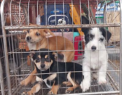 Chó con lai đực 3 tháng hà nội