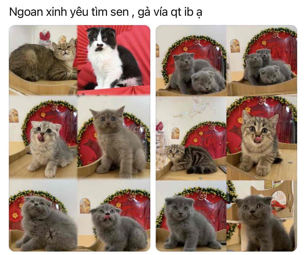 mèo tìm sen 🥰🥰🥰. Mua bán Mèo tại Thành phố Thủ Dầu Một Bình Dương được đăng bởi Mai Thi Thanh Hoa hình 1