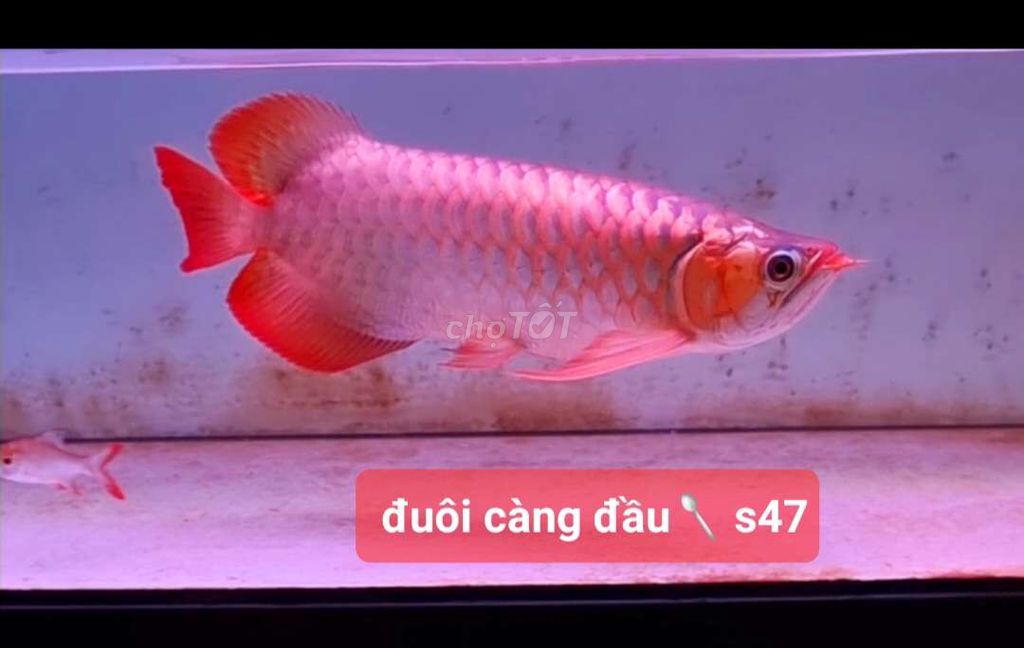 Huyết long đuôi càng cần bán