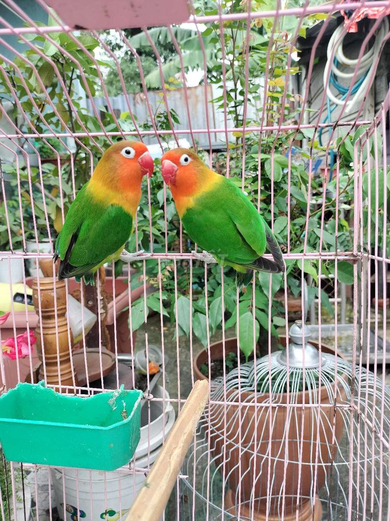 Cặp vẹt lovebirds mẫu đơn sinh sản