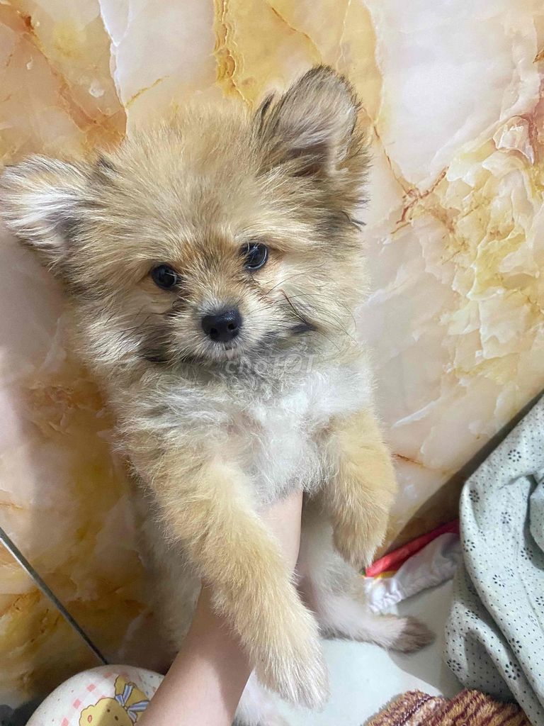 tiêm 2 mũi chuẩn bị tiêm mũi 3. Mua bán Chó tại Huyện Cái Bè Tiền Giang được đăng bởi xù hình 1