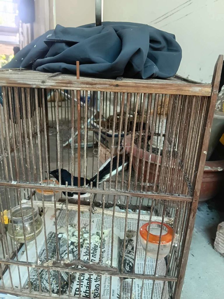 Chim cảnh Đen trắng To con Đuôi to đẹp. Mua bán Chim tại Quận Bình Thạnh Tp Hồ Chí Minh được đăng bởi Nguyen van tien hình 1