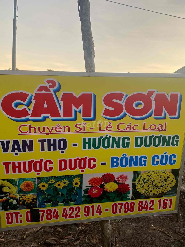 tìm mối sỉ sll vạn thọ. cúc