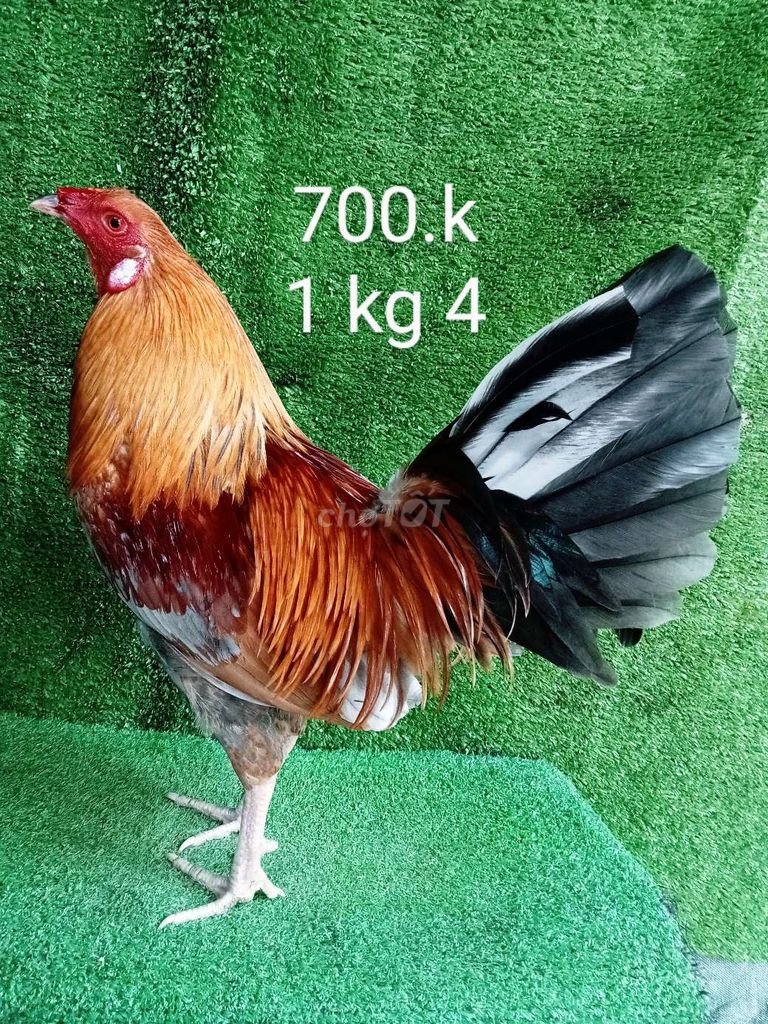 Ae hợp lh gà zin 1 kg 4 ae nhé