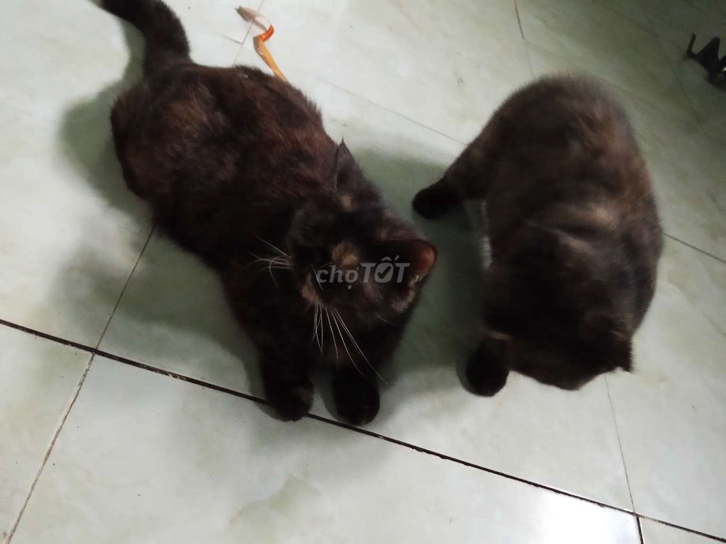Mèo Anh, Ba Tư đen 1-2 tuổi. Mua bán Mèo tại Huyện Gò Dầu Tây Ninh được đăng bởi tram le  hình 1