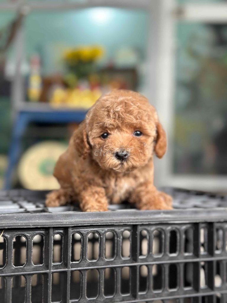 Chó Poodle  cái Bến Tre. Mua bán Chó tại Thành phố Bến Tre Bến Tre được đăng bởi Mì Mì House  hình 1