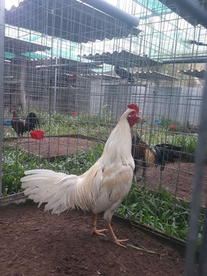 Gà thái mỹ 2k750. Mua bán Gà tại Huyện Vị Thuỷ Hậu Giang được đăng bởi TIỂU KÊ