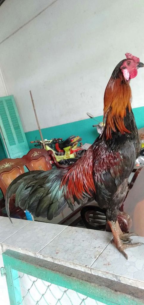 Gà trống giống lớn màu Đen, đỏ, cam. Mua bán Gà tại Huyện Phong Điền Cần Thơ được đăng bởi Ký cần Thơ  hình 1