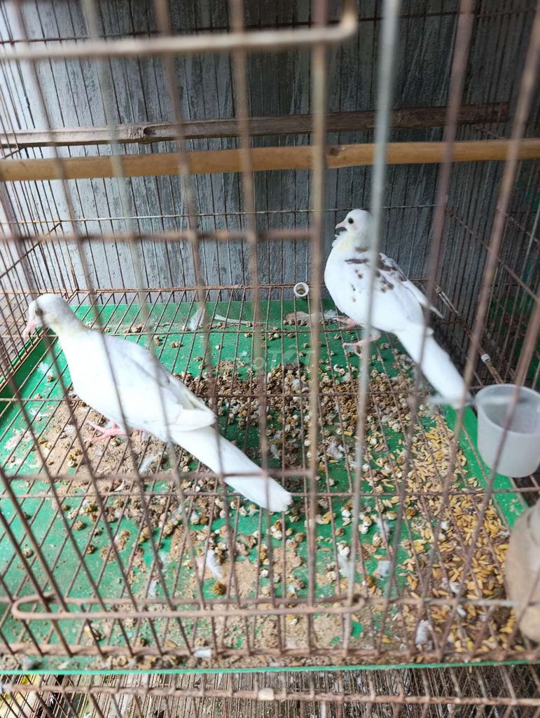 cu gáy thái bông 2 tháng tuổi. Mua bán Chim tại Thành phố Biên Hòa Đồng Nai được đăng bởi Hoàng Hải 334 hình 1