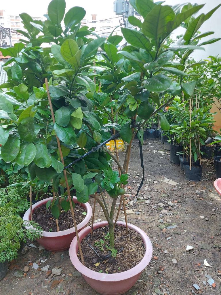 Bưởi da xanh💚, trĩu trái, cao 2m❤️. Mua bán Cây cảnh, đồ trang trí tại Quận Gò Vấp Tp Hồ Chí Minh được đăng bởi Tô Kem  hình 1