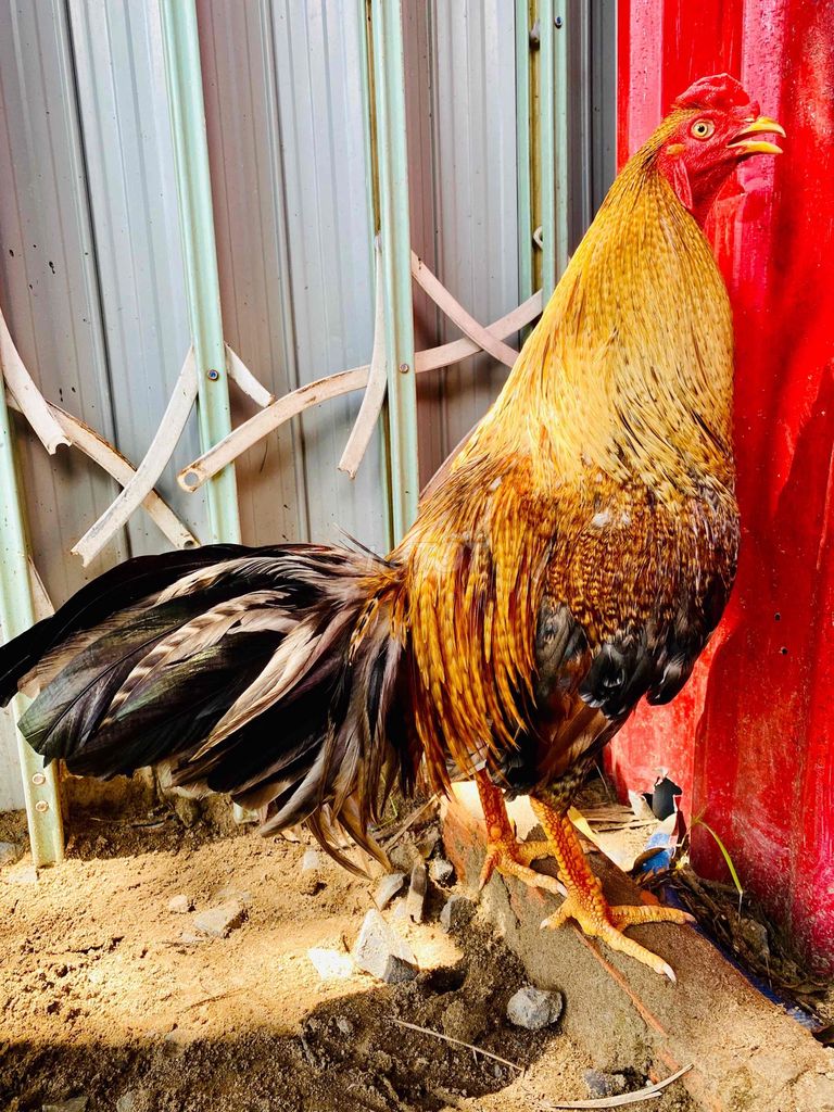 cặp  gà  tơ  mau  chơi. Mua bán Gà tại Quận Cái Răng Cần Thơ được đăng bởi ha hiang hình 1