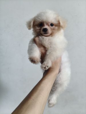 Chó Poodle lai Phốc Sóc Trắng 3 tháng