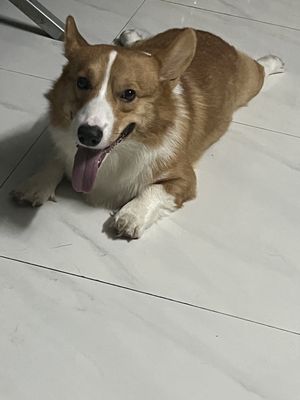 Chó Corgi vàng trắng 2 tuổi tầm 20kg