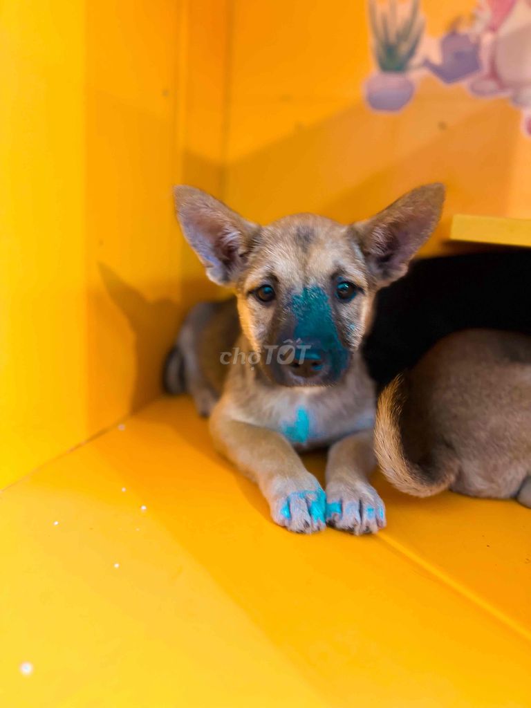 cần tìm chủ iu thương bé corgi lai