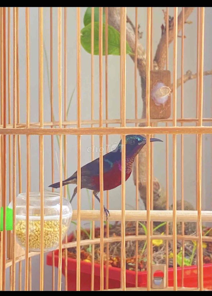 bộ 7 màu tuyển hót. Mua bán Chim tại Quận 12 Tp Hồ Chí Minh được đăng bởi Triển hình 1