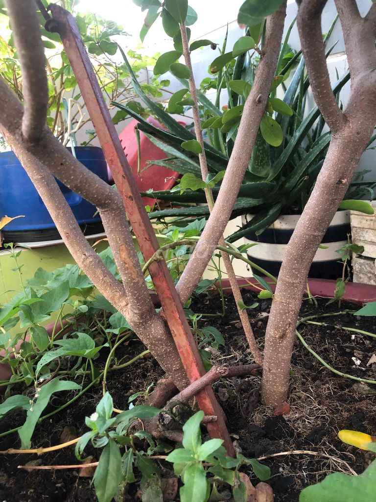 Cây ăn trái Sơ ri Thái Xanh lá. Mua bán Cây cảnh, đồ trang trí tại Quận 11 Tp Hồ Chí Minh được đăng bởi Dinh hình 1